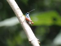 17 Tage Rundreise Costa Rica – einzigartige Naturreise San José – Vulkane Poas & Arenal – Braulio Carrillo NP – Cahuita NP – Tortuguero NP – Monteverde – Santa Elena – Carara NP – Marino Ballen (1686)