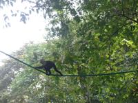 17 Tage Rundreise Costa Rica – einzigartige Naturreise San José – Vulkane Poas & Arenal – Braulio Carrillo NP – Cahuita NP – Tortuguero NP – Monteverde – Santa Elena – Carara NP – Marino Ballen (1687)