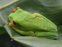 17 Tage Rundreise Costa Rica – einzigartige Naturreise San José – Vulkane Poas & Arenal – Braulio Carrillo NP – Cahuita NP – Tortuguero NP – Monteverde – Santa Elena – Carara NP – Marino Ballen (1692)