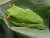 17 Tage Rundreise Costa Rica – einzigartige Naturreise San José – Vulkane Poas & Arenal – Braulio Carrillo NP – Cahuita NP – Tortuguero NP – Monteverde – Santa Elena – Carara NP – Marino Ballen (1694)