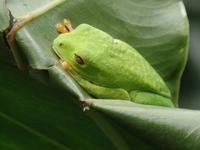 17 Tage Rundreise Costa Rica – einzigartige Naturreise San José – Vulkane Poas & Arenal – Braulio Carrillo NP – Cahuita NP – Tortuguero NP – Monteverde – Santa Elena – Carara NP – Marino Ballen (1697)