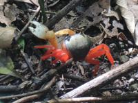 17 Tage Rundreise Costa Rica – einzigartige Naturreise San José – Vulkane Poas & Arenal – Braulio Carrillo NP – Cahuita NP – Tortuguero NP – Monteverde – Santa Elena – Carara NP – Marino Ballen (1729)