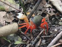 17 Tage Rundreise Costa Rica – einzigartige Naturreise San José – Vulkane Poas & Arenal – Braulio Carrillo NP – Cahuita NP – Tortuguero NP – Monteverde – Santa Elena – Carara NP – Marino Ballen (1731)