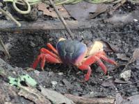 17 Tage Rundreise Costa Rica – einzigartige Naturreise San José – Vulkane Poas & Arenal – Braulio Carrillo NP – Cahuita NP – Tortuguero NP – Monteverde – Santa Elena – Carara NP – Marino Ballen (1734)