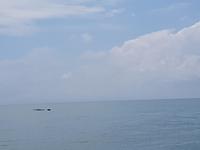 17 Tage Rundreise Costa Rica – einzigartige Naturreise San José – Vulkane Poas & Arenal – Braulio Carrillo NP – Cahuita NP – Tortuguero NP – Monteverde – Santa Elena – Carara NP – Marino Ballen (1762)