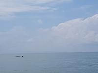 17 Tage Rundreise Costa Rica – einzigartige Naturreise San José – Vulkane Poas & Arenal – Braulio Carrillo NP – Cahuita NP – Tortuguero NP – Monteverde – Santa Elena – Carara NP – Marino Ballen (1763)