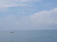 17 Tage Rundreise Costa Rica – einzigartige Naturreise San José – Vulkane Poas & Arenal – Braulio Carrillo NP – Cahuita NP – Tortuguero NP – Monteverde – Santa Elena – Carara NP – Marino Ballen (1764)