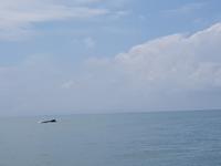 17 Tage Rundreise Costa Rica – einzigartige Naturreise San José – Vulkane Poas & Arenal – Braulio Carrillo NP – Cahuita NP – Tortuguero NP – Monteverde – Santa Elena – Carara NP – Marino Ballen (1765)