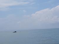 17 Tage Rundreise Costa Rica – einzigartige Naturreise San José – Vulkane Poas & Arenal – Braulio Carrillo NP – Cahuita NP – Tortuguero NP – Monteverde – Santa Elena – Carara NP – Marino Ballen (1766)