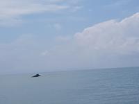 17 Tage Rundreise Costa Rica – einzigartige Naturreise San José – Vulkane Poas & Arenal – Braulio Carrillo NP – Cahuita NP – Tortuguero NP – Monteverde – Santa Elena – Carara NP – Marino Ballen (1767)