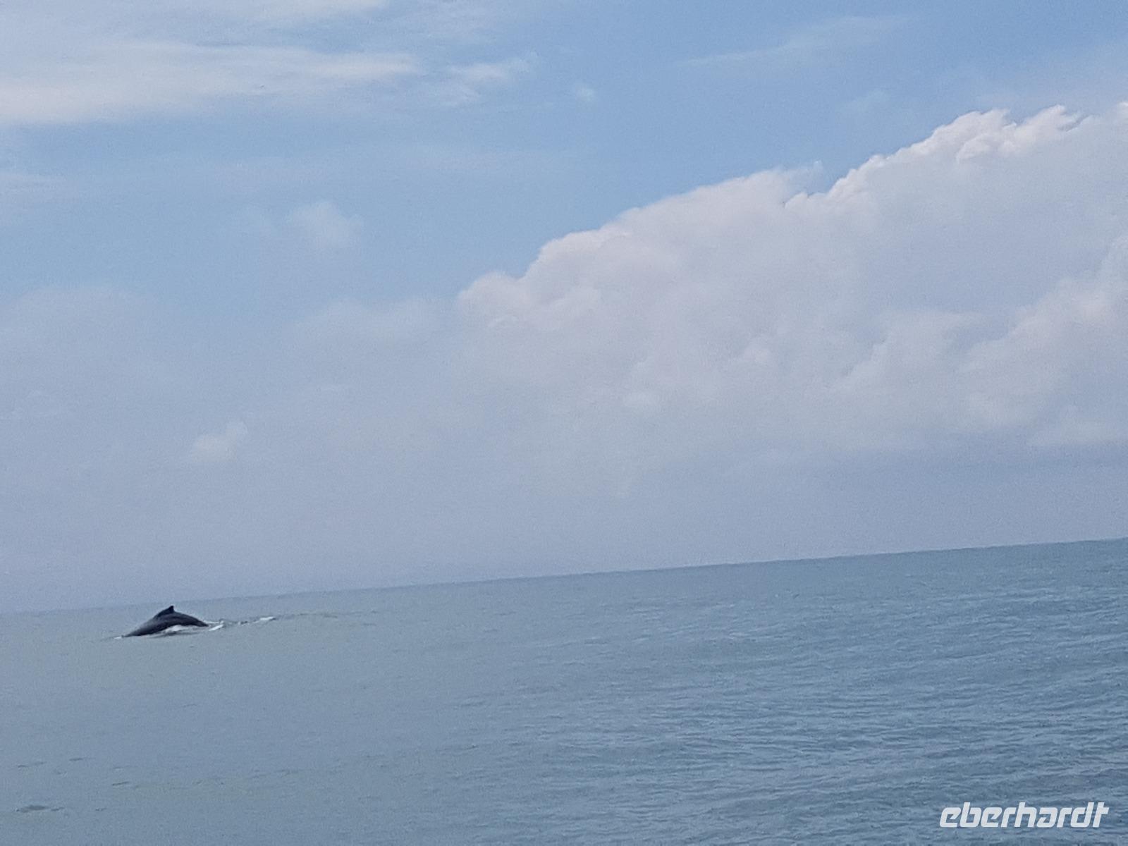 17 Tage Rundreise Costa Rica – einzigartige Naturreise San José – Vulkane Poas & Arenal – Braulio Carrillo NP – Cahuita NP – Tortuguero NP – Monteverde – Santa Elena – Carara NP – Marino Ballen (1768)