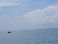 17 Tage Rundreise Costa Rica – einzigartige Naturreise San José – Vulkane Poas & Arenal – Braulio Carrillo NP – Cahuita NP – Tortuguero NP – Monteverde – Santa Elena – Carara NP – Marino Ballen (1768)