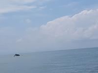 17 Tage Rundreise Costa Rica – einzigartige Naturreise San José – Vulkane Poas & Arenal – Braulio Carrillo NP – Cahuita NP – Tortuguero NP – Monteverde – Santa Elena – Carara NP – Marino Ballen (1769)