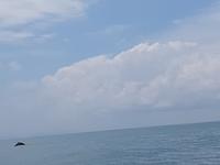 17 Tage Rundreise Costa Rica – einzigartige Naturreise San José – Vulkane Poas & Arenal – Braulio Carrillo NP – Cahuita NP – Tortuguero NP – Monteverde – Santa Elena – Carara NP – Marino Ballen (1775)