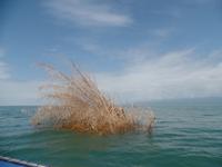 17 Tage Rundreise Costa Rica – einzigartige Naturreise San José – Vulkane Poas & Arenal – Braulio Carrillo NP – Cahuita NP – Tortuguero NP – Monteverde – Santa Elena – Carara NP – Marino Ballen (1804)