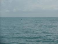 17 Tage Rundreise Costa Rica – einzigartige Naturreise San José – Vulkane Poas & Arenal – Braulio Carrillo NP – Cahuita NP – Tortuguero NP – Monteverde – Santa Elena – Carara NP – Marino Ballen (1814)