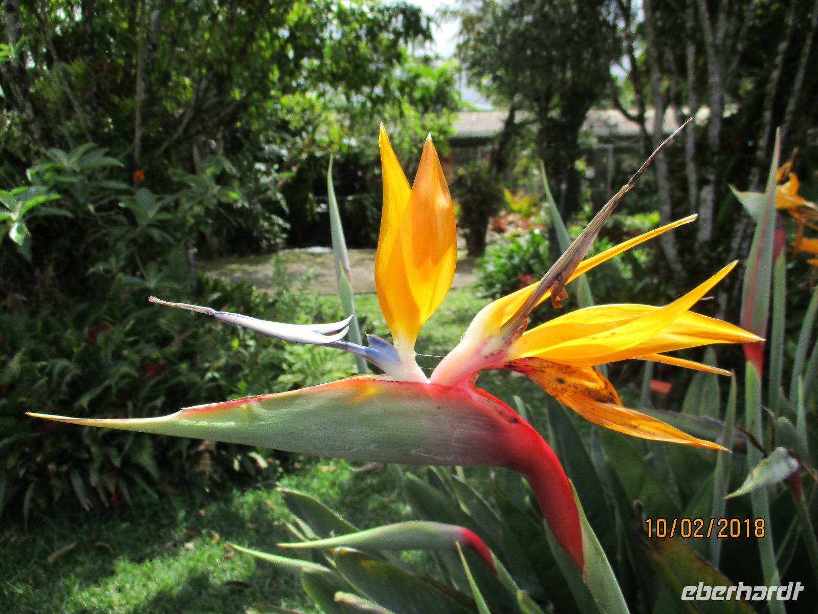 Lankester Botanischer Garten