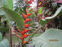 Lankester Botanischer Garten