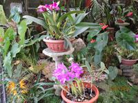 Lankester Botanischer Garten