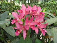 Lankester Botanischer Garten