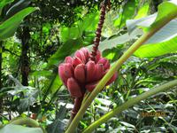 Lankester Botanischer Garten