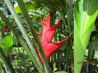 Lankester Botanischer Garten
