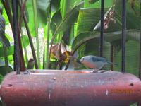 La Paz Waterfall Gardens