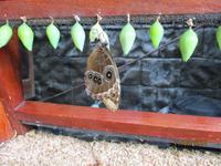 La Paz Waterfall Gardens