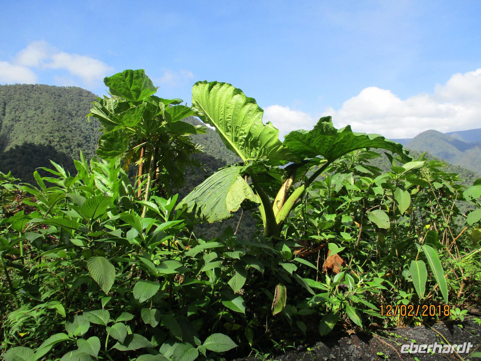 Braulio Carrillo Nationalpark