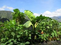 Braulio Carrillo Nationalpark