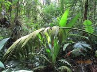 Braulio Carrillo Nationalpark