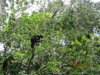 Brüllaffen im Cahuita Nationalpark