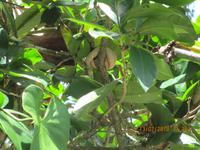 Lanzenotter im Cahuita Nationalpark