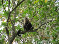 Kapuzineraffe im Cahuita Nationalpark