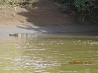 Tortuguero Nationalpark