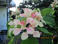 Tortuguero Nationalpark