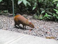 Goldhase im Eco Center Danaus
