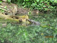 Kaiman im Eco Center Danaus