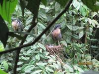 Kahnschnäbel im Eco Center Danaus