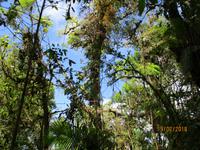 Hängebrücken im Santa Elena Nationalpark