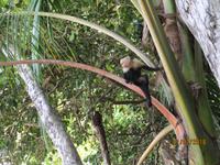 Kapuzineraffe im Manuel Antonio Nationalpark
