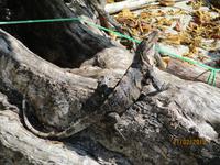 Leguan im Manuel Antonio Nationalpark