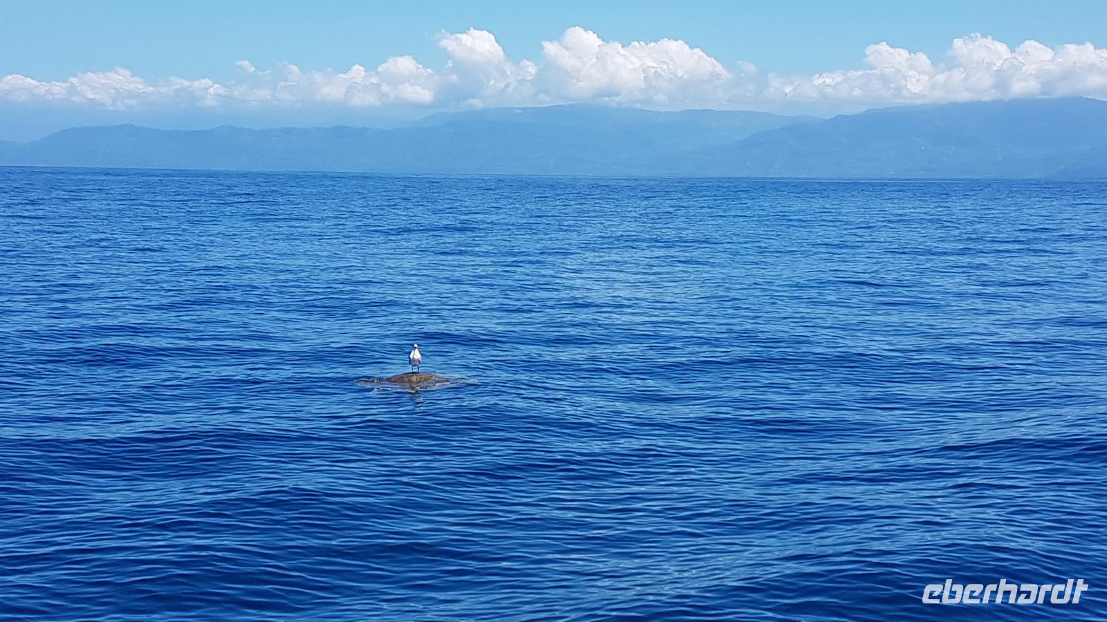 Bastardschildkröte mit Möwe im Marino Ballena Nationalpark