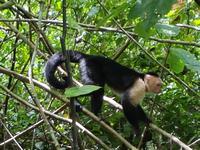 17 Tage Rundreise Costa Rica – einzigartige Naturreise San José – Vulkane Poas & Arenal – Braulio Carrillo NP – Cahuita NP – Tortuguero NP – Monteverde – Santa Elena – Carara NP – Marino Ballen (326)