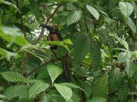 17 Tage Rundreise Costa Rica – einzigartige Naturreise San José – Vulkane Poas & Arenal – Braulio Carrillo NP – Cahuita NP – Tortuguero NP – Monteverde – Santa Elena – Carara NP – Marino Ballen (463)