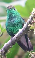 17 Tage Rundreise Costa Rica – einzigartige Naturreise San José – Vulkane Poas & Arenal – Braulio Carrillo NP – Cahuita NP – Tortuguero NP – Monteverde – Santa Elena – Carara NP – Marino Ballen (1174)