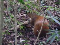 17 Tage Rundreise Costa Rica – einzigartige Naturreise San José – Vulkane Poas & Arenal – Braulio Carrillo NP – Cahuita NP – Tortuguero NP – Monteverde – Santa Elena – Carara NP – Marino Ballen (1470)