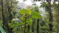 Costa Rica, Wanderung im Selvatura Park