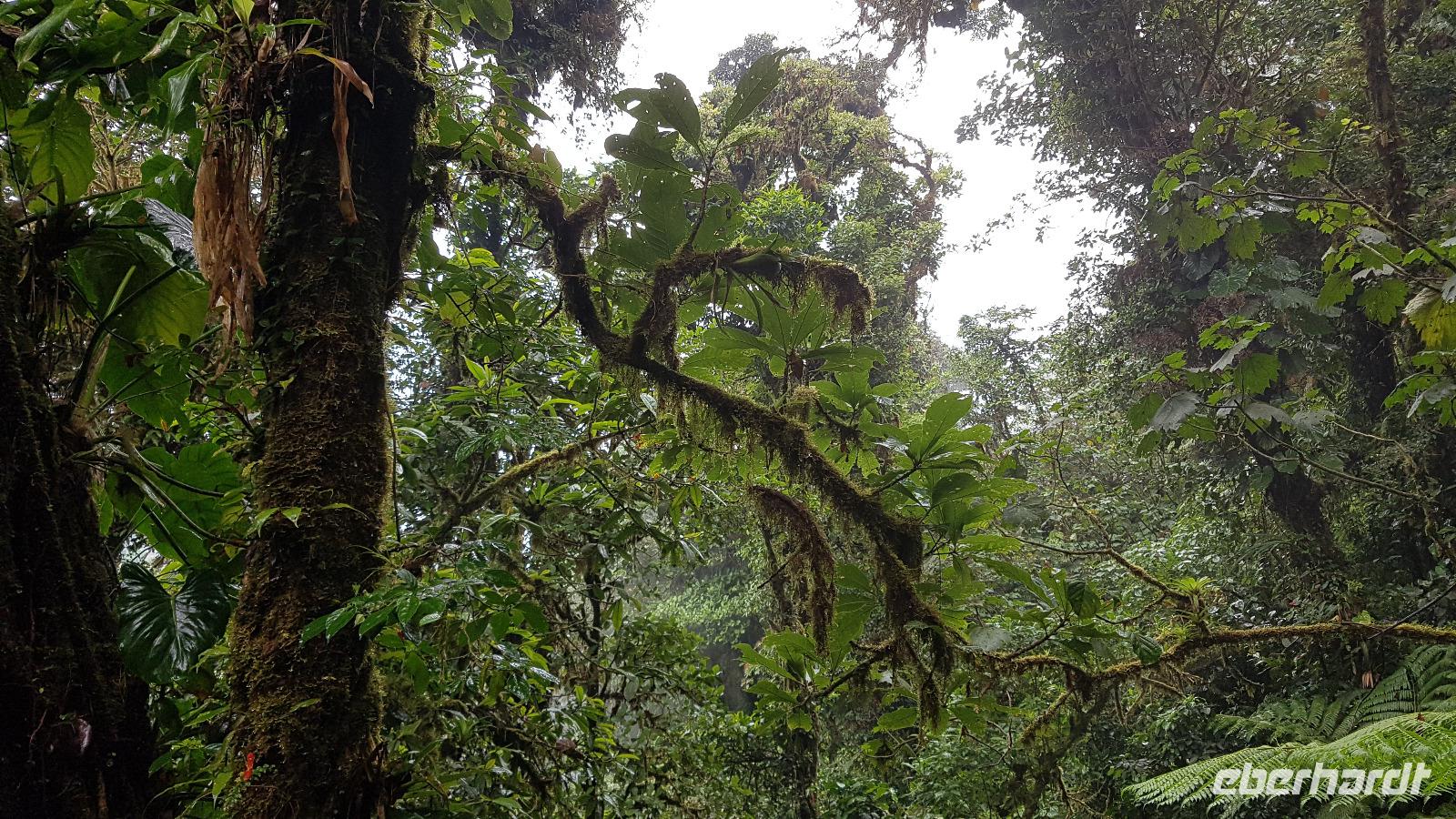 Costa Rica, Wanderung im Selvatura Park