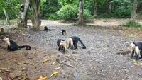 Costa Rica, Caldera, Kapuzineraffen